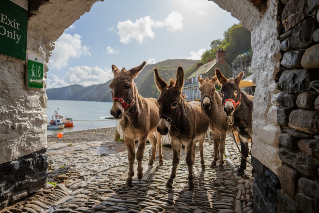 4 donkeys stand under an archway in the coastal village of Clovelly